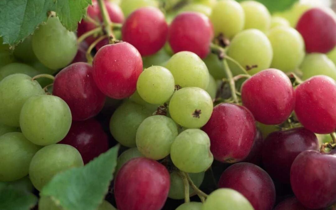 Peerberry avis l&rsquo;éclairage expert sur une plateforme d&rsquo;investissement en plein essor